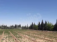 للبيع ارض 25 دنم ضمن مجمع مزارع ريف دمشق جديدة عرطوز 