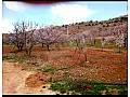 أرض للبيع بريف دمشق بالزبداني