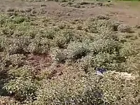 للبيع ارض مساحة دنم سند تمليك/الرقة _كسرة عفنان