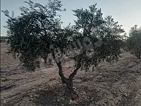 للبيع ارض زراعية ريف حمص قرية الجربوعية أشجار مثمرة 