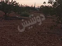 أرض زراعية للبيع في ريف شرقي حماة