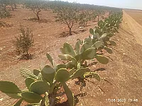 للبيع ارض زراعية ريف حمص المشرفة أشجار مثمرة 