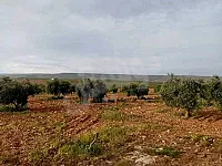 للبيع ارض زراعية ريف حمص قرية وريدة موقع مميز أشجار مثمرة 