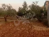 للبيع ارض زراعية مع 3 بيوت عربية ريف حمص قرية الجابرية موقع مميز 