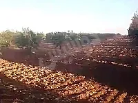 للبيع مزرعه ريف حمص قرية الشيخ حميد تجهيز ممتاز 