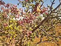 للبيع ارض زراعية ريف حمص قرب المشرفة ارض مثمرة موقع مميز 