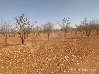 للبيع ارض زراعية ريف حمص طريق زيدل الجابرية الزرع لوز موقع مميز 