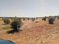 للبيع ارض زراعية 14 دنم/ 160 شجرة زيتون/سلمية مقابل قلعة بيت الجرعتلي 