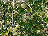 مزرعة زيتون للبيع في منبج - محافظة حلب بمساحة 26000 م²