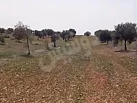 بيع أراضي زراعية في محافظة حلب - 5 هكتارات قرب الباب