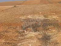 بيع أرض زراعية 27 هكتار في سليمة محافظة حلب