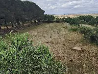 للبيع ارض زراعية ريف حمص قرية اللويبدة خلف المدرسة مباشره موقع مميز 