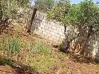 للبيع مزرعه ريف حمص قرب خربة تين تجهيز عادي 