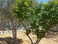 ارض زراعية للبيع في معربا الوادي - 350 م² بسعر 1,000,000 ل.س