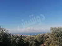 للبيع أرض منظمة مزروعة زيتون في متن الساحل- طرطوس