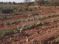 للبيع ارض زراعية ريف حمص الشرقي قرية الجربوعية أرض مثمرة 