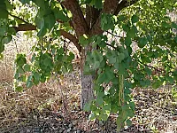 ارض للبيع في ربلة ريف القصير