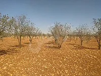 للبيع ارض زراعية ريف حمص قرية الجابرية موقع مميز 