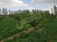 للبيع ارض زراعية مشجرة بلكامل مع بناء ١٠٠٠٠$ الدونم