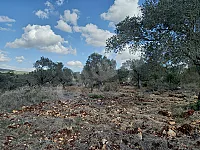 للبيع ارض زيتون قرية بيت اصلان من جهة غين الريحانة 