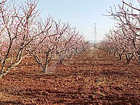 للبيع ارض زراعيه بين حي الضاهريه وقمحانه