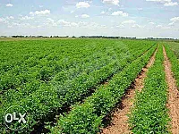 أربع دونمات للبيع ب ريف حمص الغربي ، ب قرية البدورية 