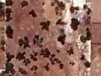 مزرعة 5 دلم للبيع في حماة - فرصة استثمارية رائعة