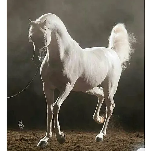 شيخ ابومحمد