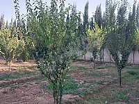 دلمان ارض ضمن مجمع سكني اكثر من 100 فيلا