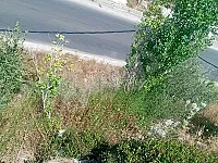 شقتين للبيع في بانياس، 448 م²، فرصة استثمارية مميزة