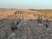 أرض زراعية للبيع في المخرم، حمص - 86000 م²، طابو مرخص