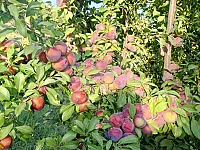 استثمار حلو الدونم يعطيك 1000$ سنوي