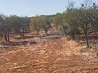 أرض زراعية للبيع في أريحا - طريق مصيبين بسعر مغري