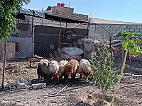 أرض زراعية للبيع في الكسوة 3000 م² بسعر 60,000$