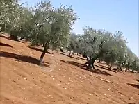 للبيع 350 شجرة زيتون مثمرة