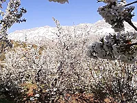 أرض مروية للبيع في الزبداني ٣ دنم بسعر مغري 500 مليون ل.س