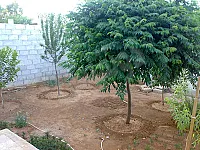 للبيع بيت عربي داخلي بمعضمية الشام الحي الشرقي مساحة 205 متر