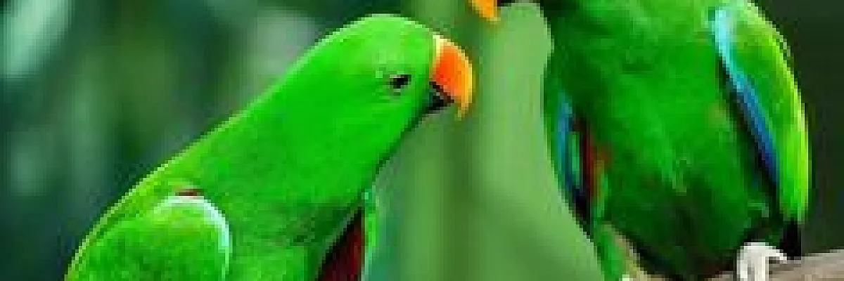 محمود الحسن Cover