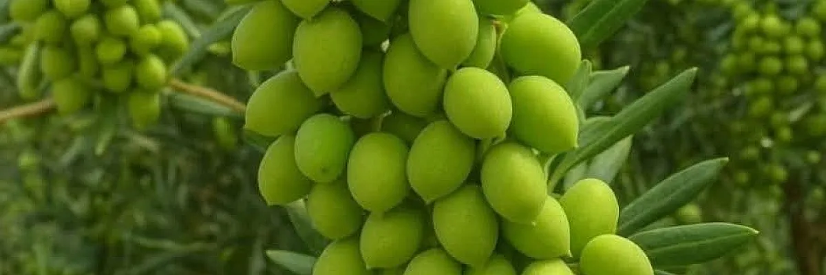 Alyaa marketing  Cover