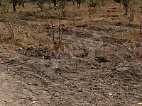 للبيع ٥دونمات البحاريه مشجرين زيتون مع بناء غرفتين ومنافع على العضم 