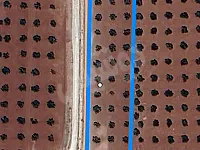 محضر مزروع زيتون على كريق قرية معراته في مركز مدينة عفرين 