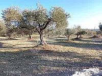 للبيع أرض زيتون 2 دونم في عين البيضا، اللاذقية