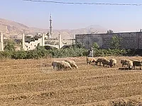 ارض بحي المزرعة 2000متر 