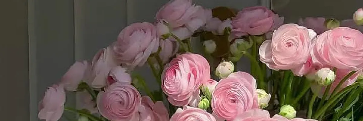 عقيل أبو بكر  Cover