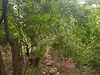 أرض زراعية للبيع في مشتى الحلو - طرطوس 7500 م²