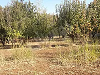 للبيع أرض شجر مثمر كبير من كافة أنواع الشجر