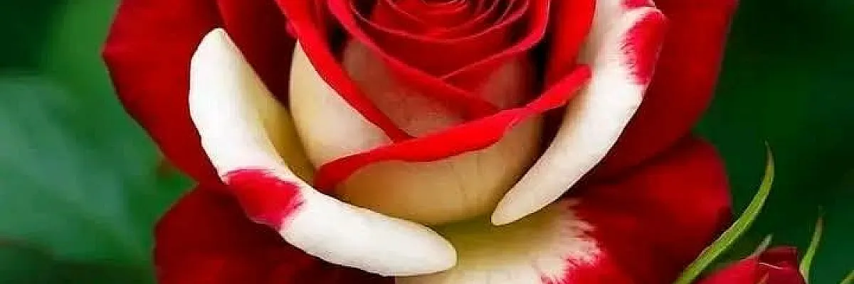 ميسر الرشراش Cover