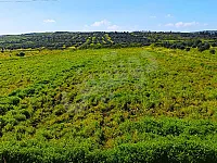 أرض زراعية للبيع تبعد عن حمص 24 كيلو فقط مساحة - 14000 م²