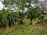 للبيع ارض مساحتها (٢٥دونم) في مشقيتا على البحيرة