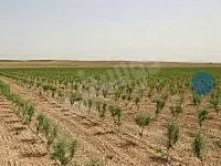 ارض على طريق حمص دمشق منطقة الحسينيه